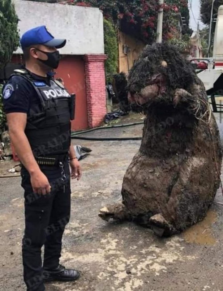 Rato Gigante` é encontrado em esgoto no México (Vídeo)